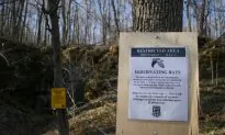 Nation Losing Bats as White-Nose Syndrome Spreads