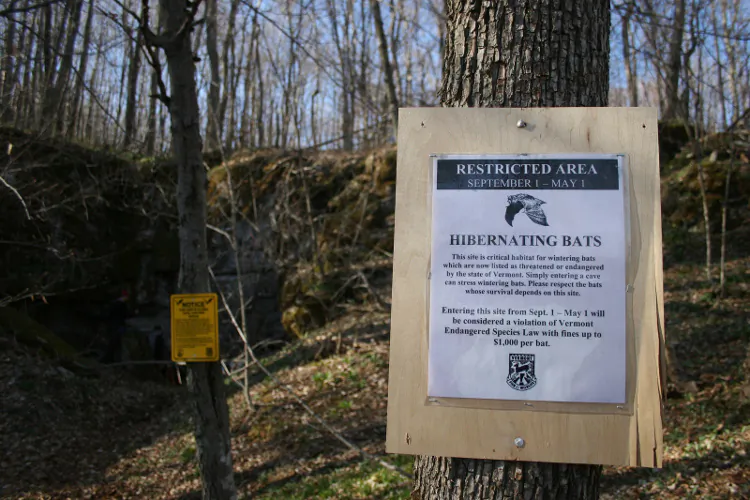 Once the largest hibernacula in the Northeast with over 300,000 bats, Mt. Aeolus Cave has been devastated by white-nose syndrome. Mt. Aeolus cave is protected by a bat-friendly gate, but signs warn visitors that disturbing hibernating bats may result in a fine. (Courtesy of the Wildlife Department)