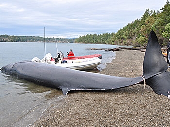 The first Bryde's whale ever found north of California washed up dead in Washington's Puget Sound. The whale was just under 39 feet long and appeared to be an immature male. (John Calambokidis/Cascadia Research)