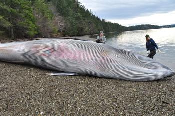 A RECORD OF HISTORY: Whales are part of the Squaxin tribe's past. (John Calambokidis/Cascadia Research)