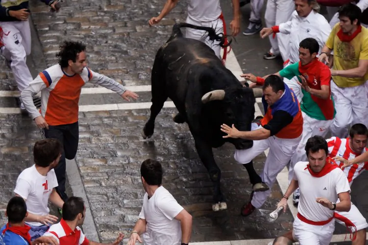 A Miura fighting bull collides with a runner along Estafeta Street on the third day of the San Fermin running of the bulls on July 8, in Pamplona, Spain. (Pablo Blazquez Dominguez/Getty Images)