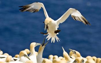 Northern gannets of Bonaventure Island in Quebec, home to an estimated 55,000 gannet pairs. The gannet is among the millions of migratory Canadian birds that could be flying into potential danger as a result of the BP oil spill. (David Boily/AFP/Getty Images)