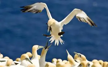 Migratory Birds Heading for Gulf at Risk From Oil Spill