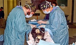 Dog Packs a Growing Threat in Northern Canada