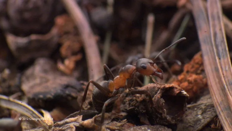 Tagging a Northern hairy wood ant. (Changing Views)