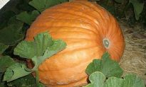 Pumpkinmania! Giant Pumpkin Weigh-off