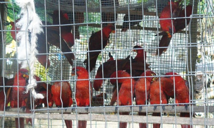 Thousands of Cardinal Lories and other native Solomon Islands birds were exported through falsely claiming them as captive-bred. (Courtesy of TRAFFIC)