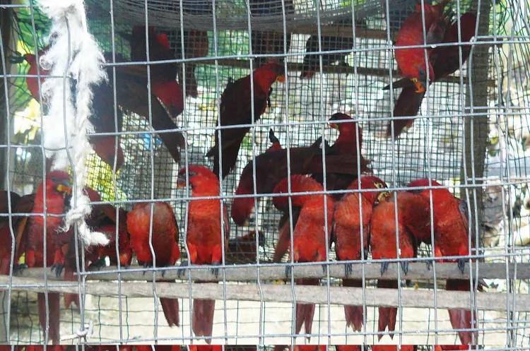 Thousands of Cardinal Lories and other native Solomon Islands birds were exported through falsely claiming them as captive-bred. (Courtesy of TRAFFIC)