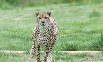 How Cheetahs Can Gallop Faster Than Greyhounds (Video)