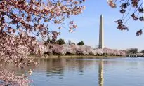 DC’s Cherry Blossom Festival Marks Centennial Event