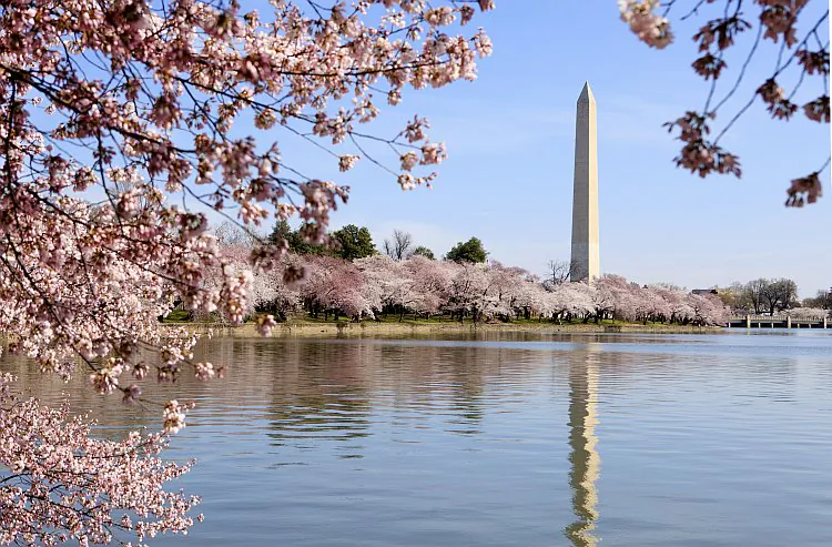 Cherry blossom trees given in thanks by Japan to America 100 years ago are being honored as part of the annual Cherry Blossom Festival in Washington D.C. which begins on the first day of Spring March 20 and continues till April 27. (Ron Blunt)