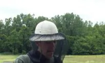 Amateur Apiculture Versus Bee Decline: The Bees’ Needs