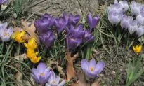 Homeopathic Stories: Crocus