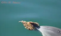 Sponging Dolphins Form Cultural Cliques