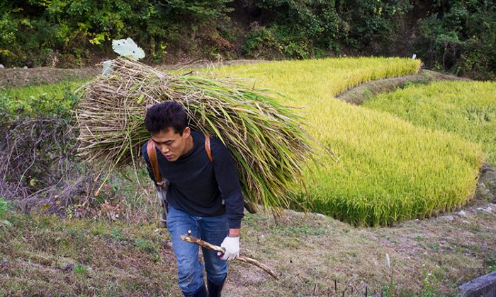 Li Jeong Hwang harvests rice in a mountain-side field. (Jarrod Hall/The Epoch Times)