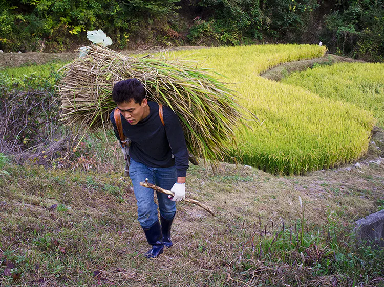 Li Jeong Hwang harvests rice in a mountain-side field. (Jarrod Hall/The Epoch Times)