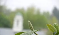 Quantum Effect Spotted in Early Stages of Photosynthesis