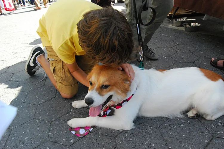Dogs from various shelters and rescue groups at the Adoptapalooza in Union Square Sunday. (Catherine Yang/The Epoch Times)