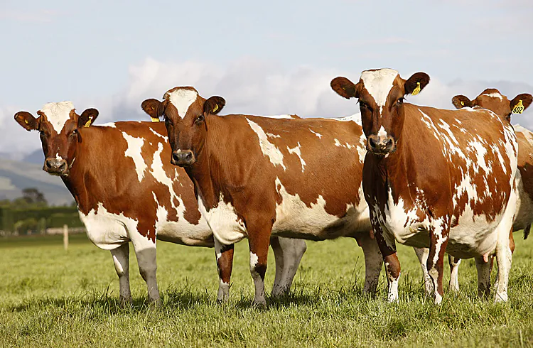 Dairy cows stand at a farm near Ashburton. The High Court decision overturning the Government's approval for the sale of the Crafar farms to Shanghai Pengxin sent shock waves through the Beehive. (Martin Hunter/Getty Images)