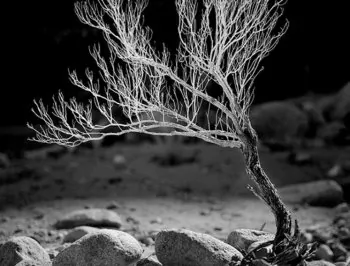 Leaves of Change Inspire Photographers