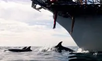 Sonar, Explosives Could Hurt More Marine Life: Study