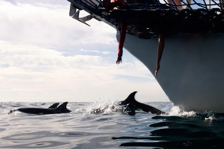 A coalition that includes Native American tribes, Earthjustice, and the Natural Resources Defense Council is seeking more protection for dolphins, whales, and other migrating marine animals from the use of sonar in training by the U.S. Navy on the West Coast.(Photo by David McNew/Getty Images)
