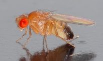 Fruit Flies Poison Parasites With Alcohol