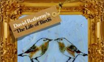 Album Review: David Rotheray – ‘The Life of Birds’