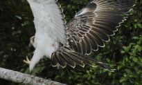 Philippine Farmer Fined for Killing Rare Eagle