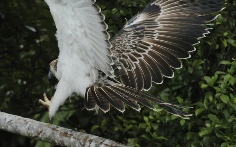 A rare Philippine Eagle nicknamed 'Kabayan' flies out of its cage April 22, 2004, in a planned release at the PNOC Geothermal Production Field located at the Mt. Apo park in Cotabato province, southern Philippines. (Romeo Gacad/AFP/Getty Images)