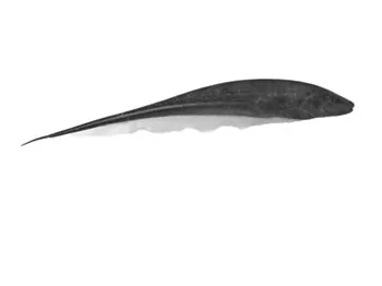 Electric Fish’s Sixth Sense