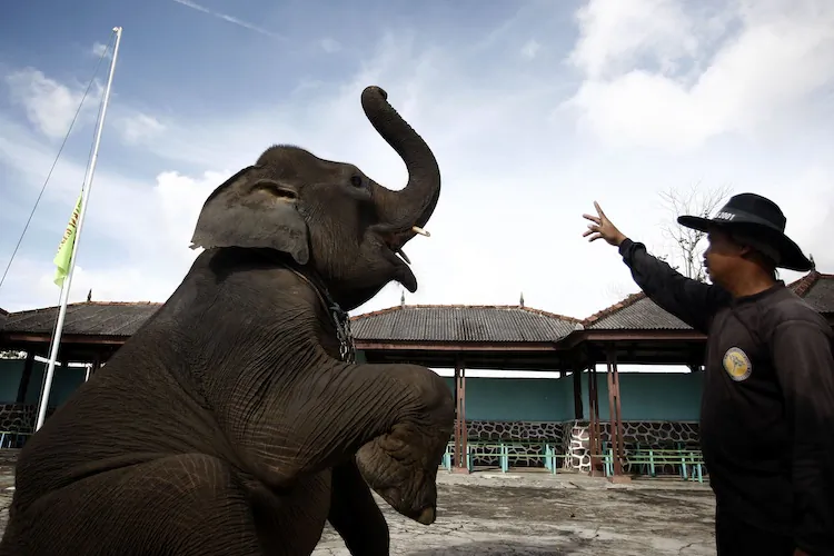 Sumatran elephant receives training from elephant keeper for circus performance. (Ulet Ifansasti/Getty Images)