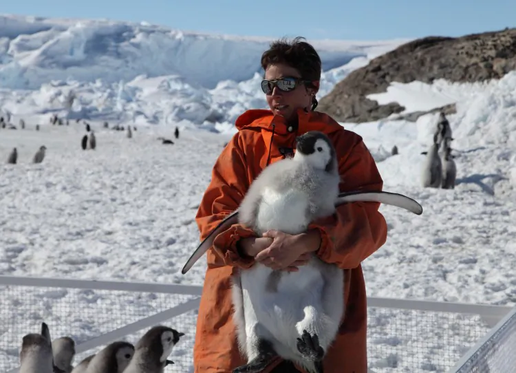 Biologist Stephanie Jenouvrier readies an Emperor penguin chick (about five months old) for tagging during fieldwork in December 2011 in Terre Adélie. (Courtesy of Stephanie Jenouvrier/Woods Hole Oceanographic Institution)