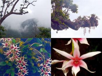 Epiphyte (tree/rock) orchids often cling on big, old trees. (Courtesy of Ravan Schneider) Epiphyte (tree/rock) orchids often cling on big, old trees. (Courtesy of Ravan Schneider)