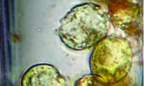 Ancient Organisms Found Alive in Salt Crystals