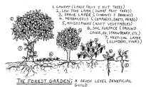 Food Forest Takes Root in Seattle