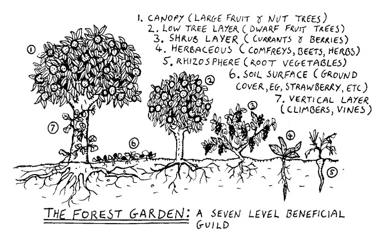 Glenn Herlihy, a co-founder of the Beacon Food Forest project, does the introductions at a forest design party in Beacon Hill, Wash., September 2011. (Courtesy of Friends of the Beacon Food Forest)