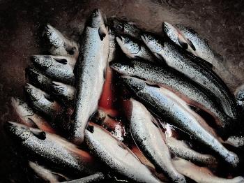 Salmon wait to be processed at a fish factory in Chile. A controversial fast-growing genetically engineered salmon developed in Canada could soon be approved for sale in the U.S. (Francisco Negroni/AFP/Getty Images)
