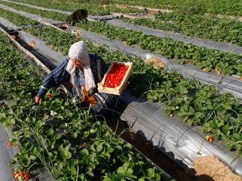 A Palestinian farmer picks strawberries for export at a farm in Beit Lahia, in the northern Gaza Strip, on Nov. 29. New measures allow for strawberry exports from the Gaza Strip. (Mohammed Abed/AFP/Getty Images)