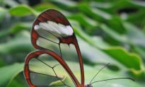 SCIENCE IN PICS: The Dazzling Glasswinged Butterfly