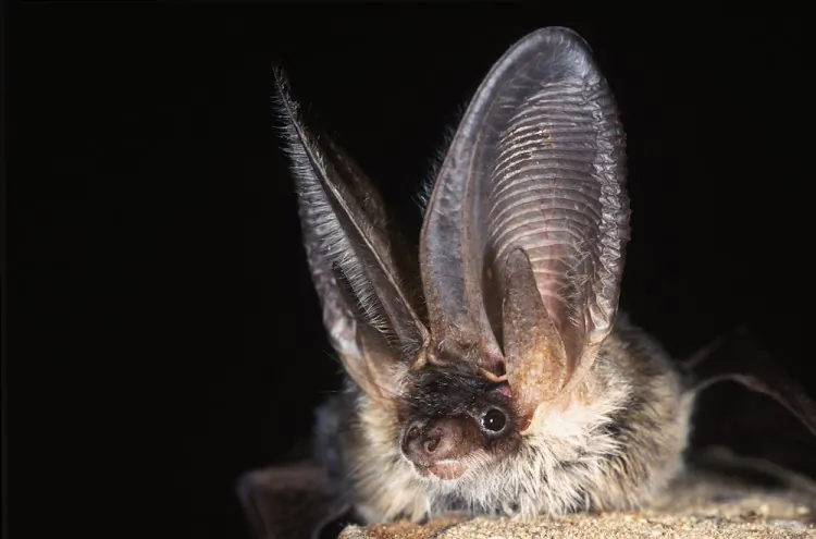 A serotine bat. (Hugh Clark/Bat Conservation Trust)