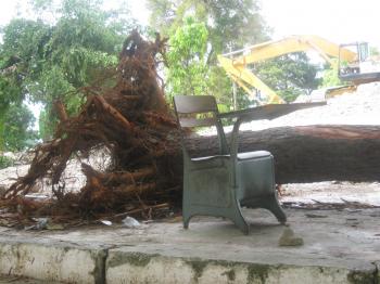 A lone desk sits by an uprooted tree in Riviere Froide, Haiti, after the earthquake levelled two schools run by the Little Sisters of St. Therese. Four nuns, and two lay teachers, and 144 children lost their lives. (Richard Blaquiere) A lone desk sits by an uprooted tree in Riviere Froide, Haiti, after the earthquake levelled two schools run by the Little Sisters of St. Therese. Four nuns, and two lay teachers, and 144 children lost their lives. (Richard Blaquiere)