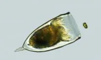 Marine Plant Can Swim Away From Predators
