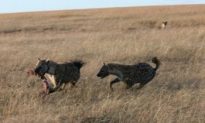 Hyenas’ Giggles Are Informative, Research Finds