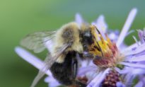 Some Honey Bees Have Thrill-Seeking Personalities