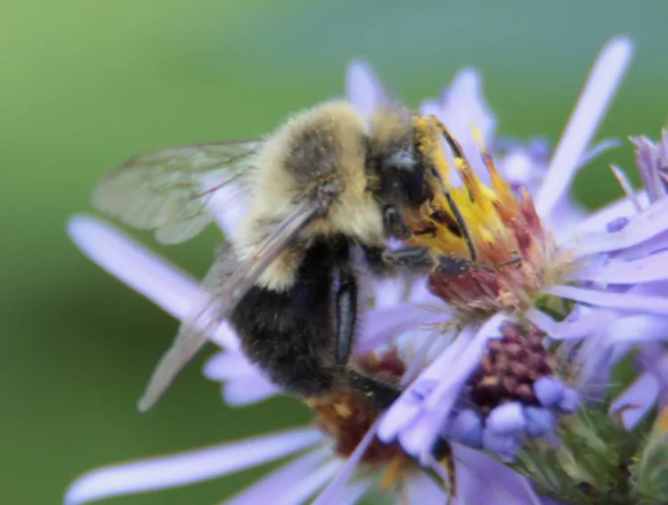 Researchers found that some bees have novelty-seeking personalities. (Stephanie Lam/The Epoch Times)