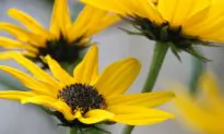 Science in Quotes: Physics and Biology