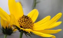 Science in Quotes: Ecology and Diversity