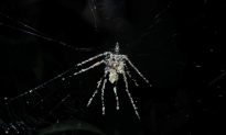 Tiny Rainforest Spiders Build Giant Decoys