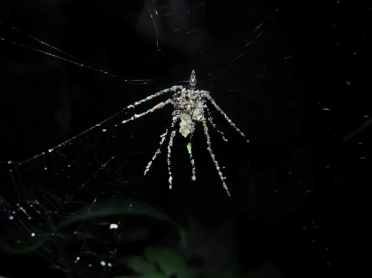 This might look like a spider, but it was actually built by one. (Phil Torres)